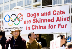 Dogs and Cats Are Skinned Alive in China for Fur