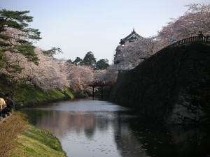 Sakura flowering in old castle