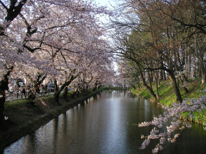 Sakura flowering tunnel