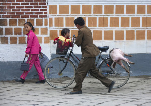 Pig on bike - Kaesong North Korea