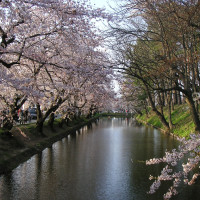 Sakura flowering tunnel