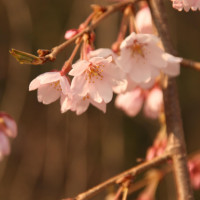 Sakura in Junsai Ike Park, Niigata