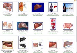 "liver", searched by Yahoo!